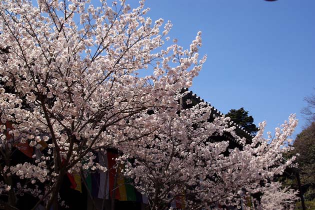 桜の頃の光明寺 2_w630.jpg